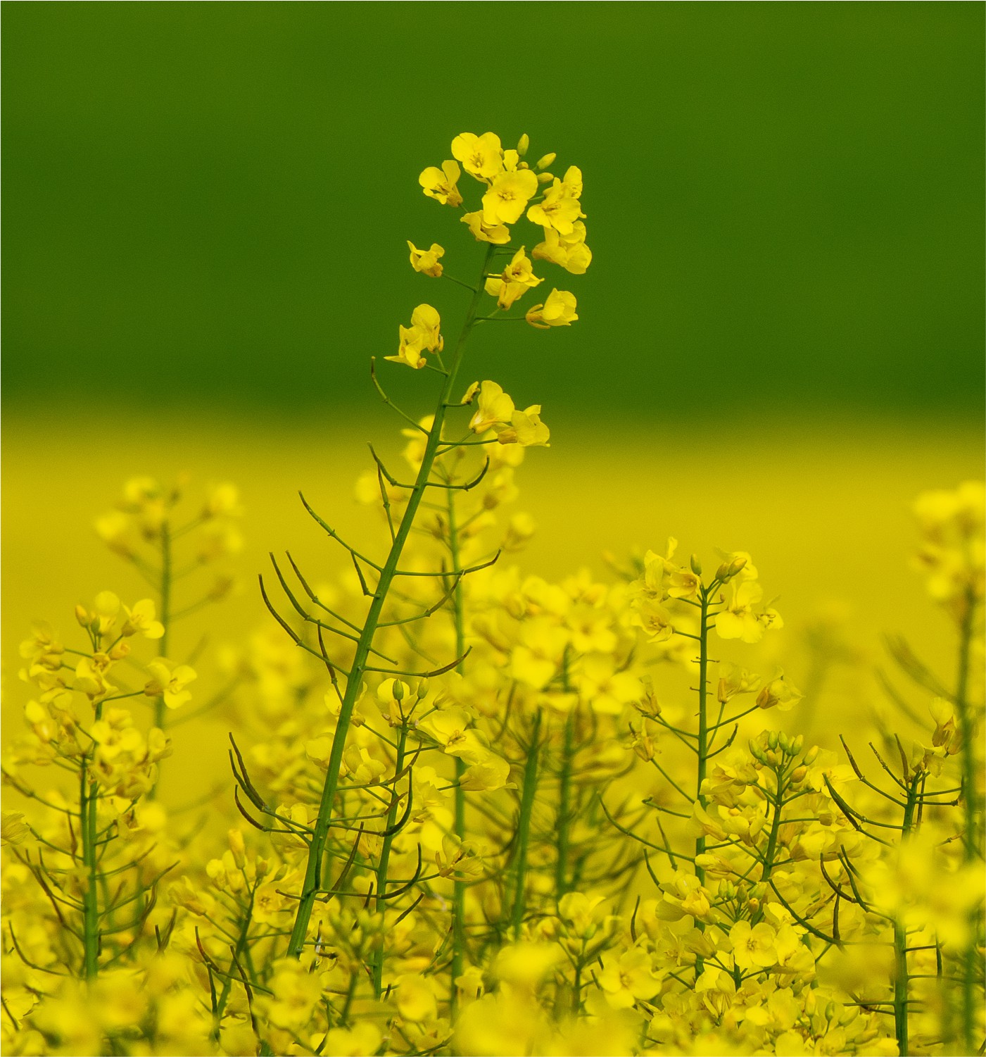 rapeseed_oil